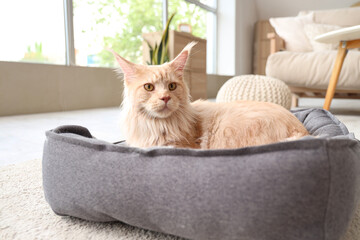 Sticker - Cute beige Maine Coon cat lying in pet bed at home