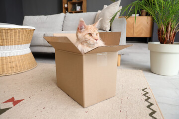 Sticker - Cute beige Maine Coon cat sitting in cardboard box at home