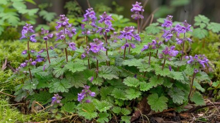 common henbit also known as greater henbit is a type of lamium that originates from europe asia and 