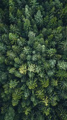 realistic photography of coniferous forest. abstract background of a northern forest