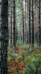 realistic photography of coniferous forest. abstract background of a northern forest
