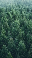  Realistic photography of coniferous forest. Abstract background of a northern forest