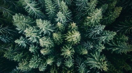 realistic photography of coniferous forest. abstract background of a northern forest