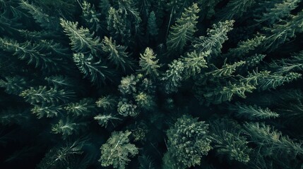 realistic photography of coniferous forest. abstract background of a northern forest
