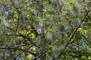 Wall Mural - full frame abstract texture background of an austrian pine tree (pinus nigra) with long needles in s