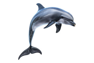 Wall Mural - Dolphin isolated on white background