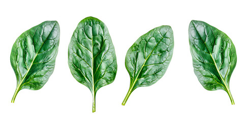 Poster - Green spinach leaves with water splash flying on white background. Herb concept. Banner