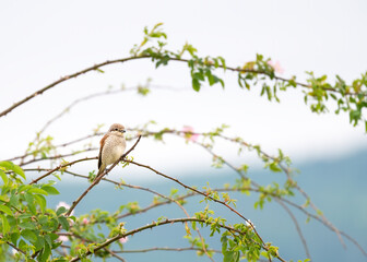 Wall Mural - Red-backed shrike, lanius collurio, female sitting on a twig in summertime