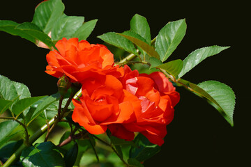 Wall Mural - red rose isolated on white