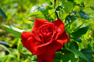 Wall Mural - red rose in garden