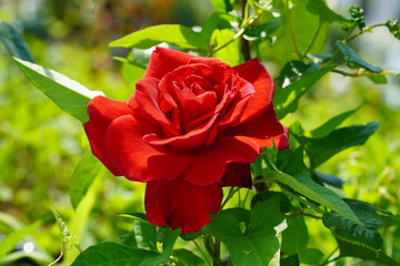 Wall Mural - a beautiful rose in the weeds