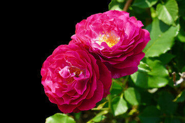 Wall Mural - a beautiful rose in the weeds