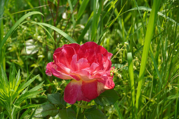 Wall Mural - a beautiful rose in the weeds