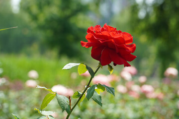 Wall Mural - a beautiful rose in the weeds
