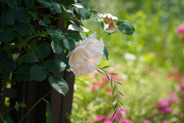 Wall Mural - a beautiful rose in the weeds