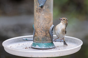 Poster - A close up of a female chaffing as he is perched on a feeder. He is putting his chest out and staring at the seed.