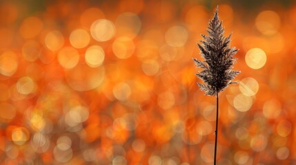 Wall Mural -  A tight shot of a plant against a hazy backdrop of oranges and yellows, with a softly blurred grassy foreground
