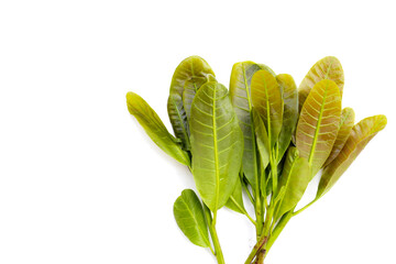 Wall Mural - Young leaves of cashew tree