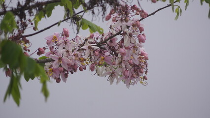 Wall Mural - pink cherry blossoms