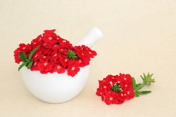 Canvas Print - Red verbena herb flowers used in natural herbal medicine with essential oil bottle used as a sedative, treats insomnia, depression, arthritis, heart conditions. On hemp paper. Peruviana.
