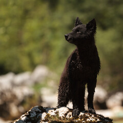 a mudi dog portrait at an alpine mountain creek in the summer sitting on a mossy rock