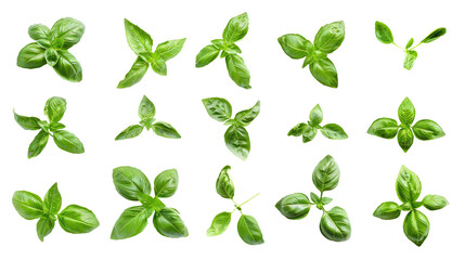 Canvas Print - various fresh green basil herb leaves isolated on transparent background clipping path

