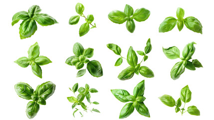 Wall Mural - collection of fresh green basil herb leaves cutout png isolated on white or transparent background
