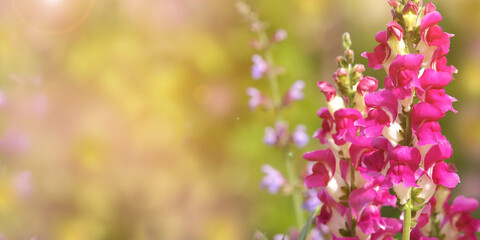 Wall Mural - Red snapdragon flowers, wide panoramic view, floral card