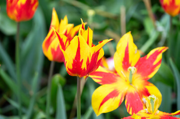 Sticker - Vibrant red and yellow flowers blooming on green grass outdoors