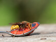 © Lothar Lenz - Königin der Europäischen Hornisse (Vespa crabro) nascht an Marmelade