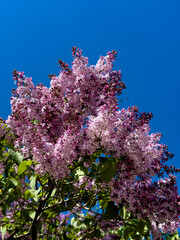 Wall Mural - Close-up shot of stunning pink and white lilac flowers blooming beautifully against a bright blue sky, showcasing the colorful splendor of spring