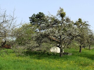 the small tree has blooming in a field with two animals