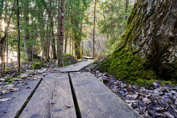 Wall Mural - Rustic wooden bench by large tree trunk in forest clearing