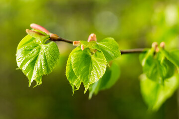 Wall Mural - young linden leaves..