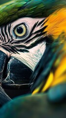 Wall Mural - ai illustration of a close-up of a colorful parrot's face and head