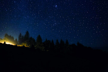 Wall Mural - Countless twinkling stars in night sky over forest