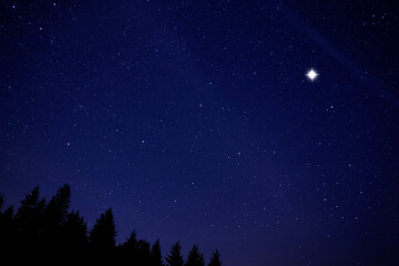 Wall Mural - Countless twinkling stars in night sky over forest