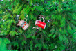 © Christian - Hängende Kännchen im Nadelbaum
