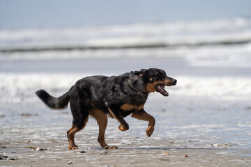 Wall Mural - black dog on the beach having fun