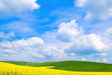 Wall Mural - Spring rural landscape, fields with blooming yellow rapeseed and wheat against a blue sky