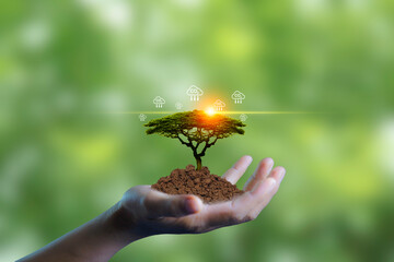 young plant green tree at hand on blur green nature background. concept eco earth day. Carbon credit market. Trading to offset greenhouse gas emissions into the environment.