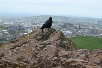 Poster - Bird perched on rocky peak, gazing at cityscape