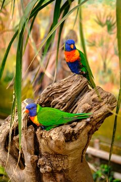 Very beautiful colorful birds and animals’ different types if animals and birds.