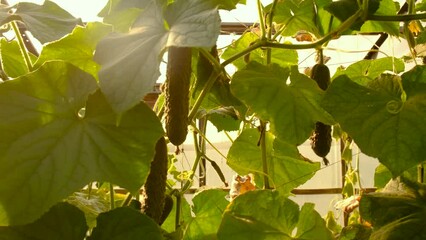 Wall Mural - harvest of cucumbers in the greenhouse. Selective focus.