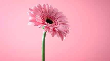 Poster - Beautiful single pink flower with vibrant petals, isolated on a pink background. Ideal for nature, floral, and botanical concepts. AI