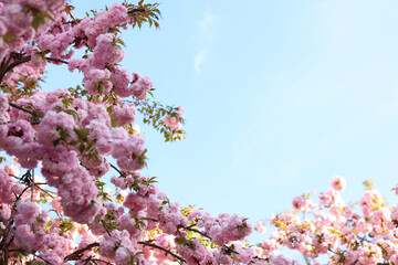 Wall Mural - Beautiful blossoming sakura tree with pink flowers against blue sky, space for text. Spring season