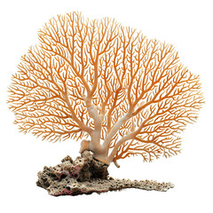 Wall Mural - Front view of a Fan Coral isolated on a white transparent background
