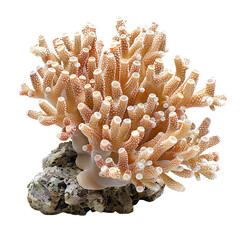 Canvas Print - Front view of a Galaxea Coral isolated on a white transparent background