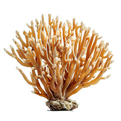 Canvas Print - Front view of a Whip Coral isolated on a white transparent background
