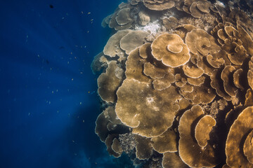 Wall Mural - Reef with table corals on the edge of the blue abyss in tropical ocean. Coral garden